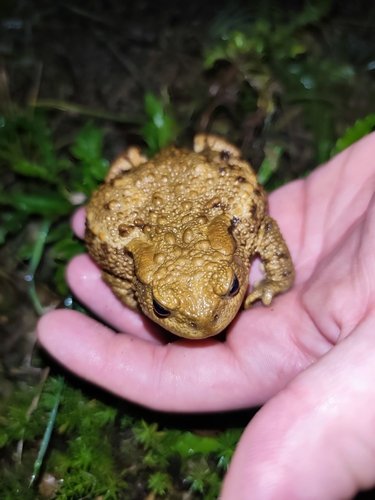 European Toad