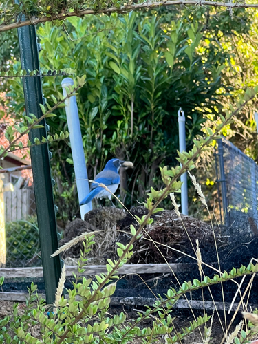 California Scrub-Jay