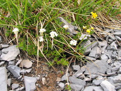 Androsace chamaejasme