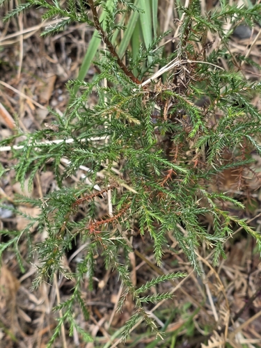 Cryptomeria japonica