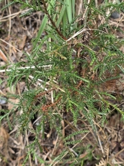 Cryptomeria japonica