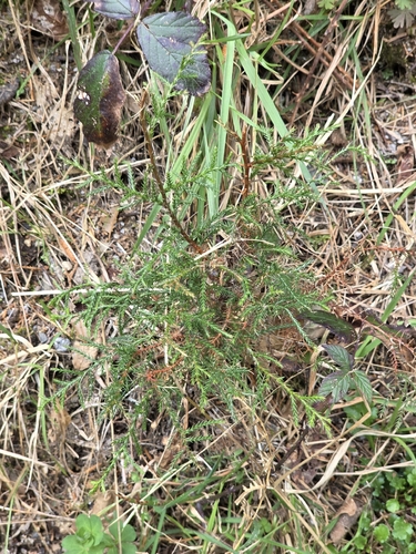 Cryptomeria japonica, photograph 2