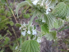 Marrubium catariifolium