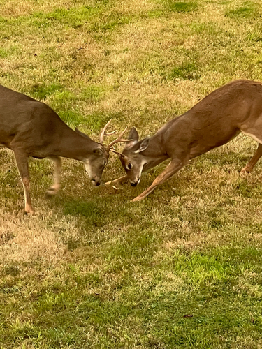 Columbian Black-tailed Deer