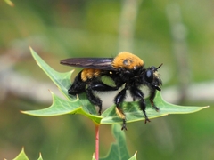 Laphria macquarti