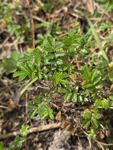 Acaena novae-zelandiae, photograph 6