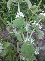 Marrubium catariifolium