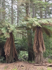 Dicksonia fibrosa, photograph author not stated, no rights reserved