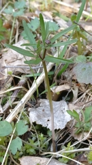 Ranunculus auricomus