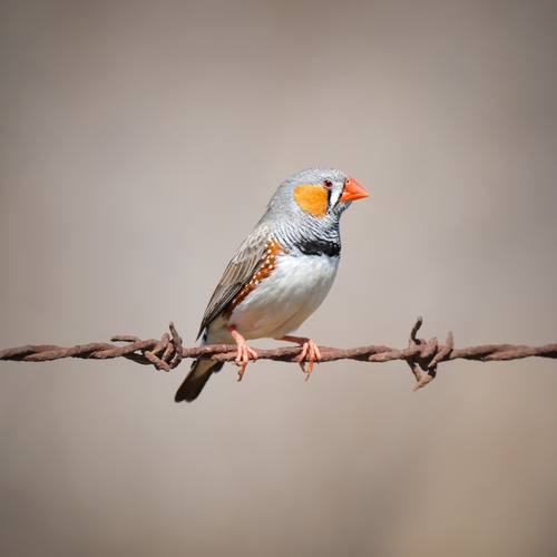 Diamant mandarin