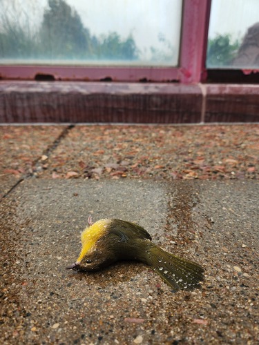 Common Yellowthroat