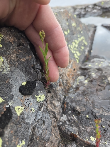 Hypericum canadense, photograph 2