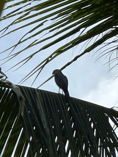 Fiji Goshawk