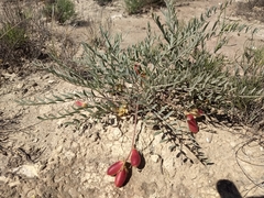 Astragalus gypsodes