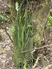 Asplenium flaccidum, photograph author not stated, no rights reserved