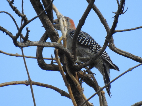 Red-bellied Woodpecker