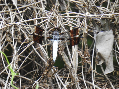 Common Whitetail