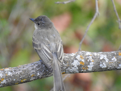 Eastern Phoebe