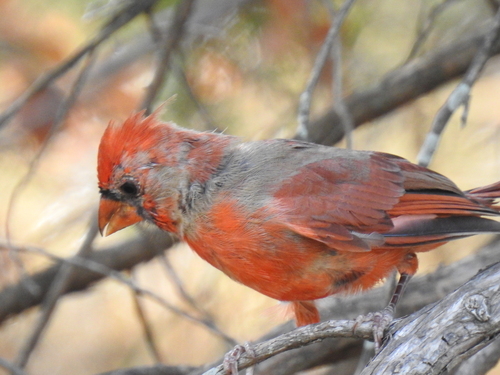Northern Cardinal