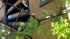Passeriformes