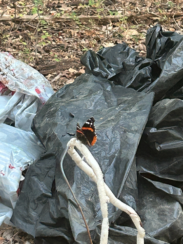 Red Admiral