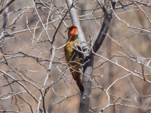 Little Woodpecker