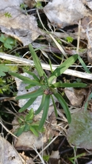 Ranunculus auricomus