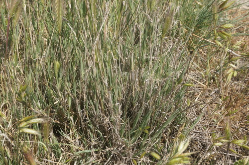 Aeluropus littoralis iNat (3)