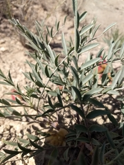 Astragalus gypsodes