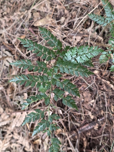 Polystichum vestitum, photograph 3