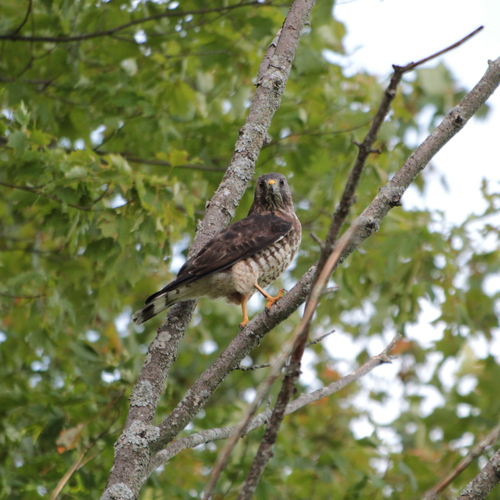 Broad-winged Hawk