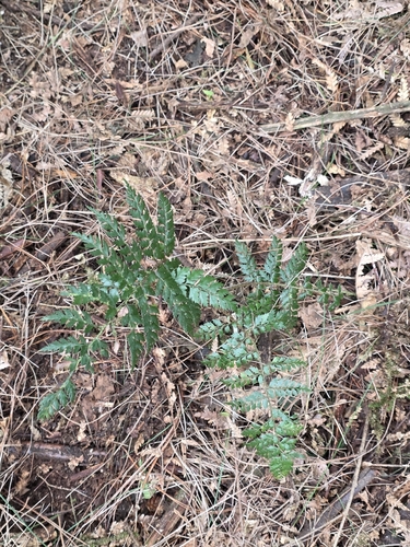 Polystichum vestitum, photograph 4