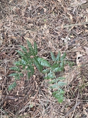 Polystichum vestitum, photograph author not stated, no rights reserved