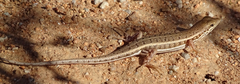 Trachylepis acutilabris