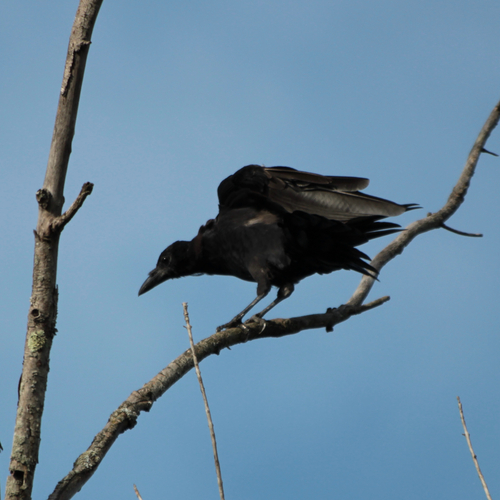American Crow