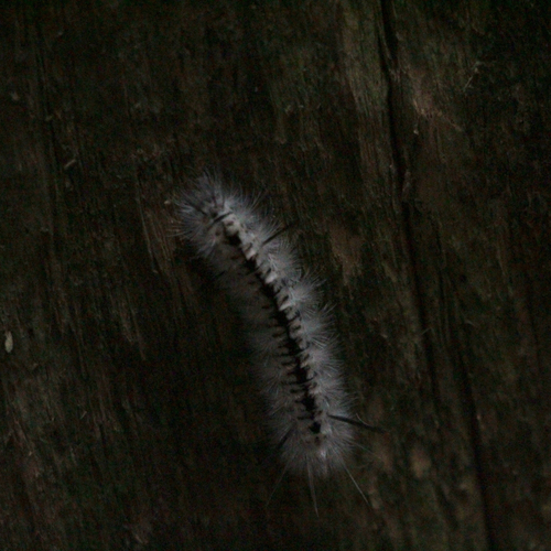 Hickory Tussock Moth