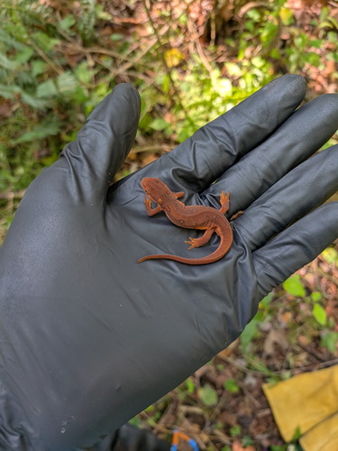Eastern Newt