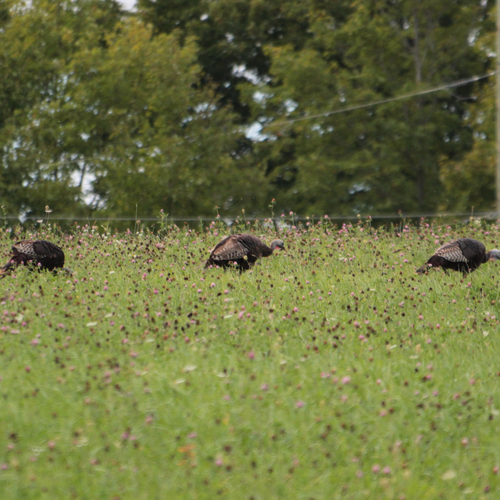 Wild Turkey
