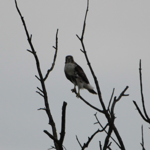 Red-tailed Hawk