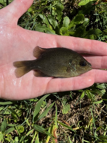Spotted Sunfish