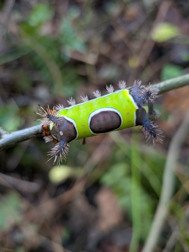 Saddleback Caterpillar Moth