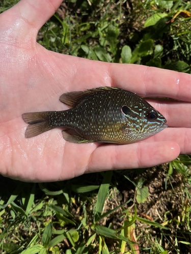 Dollar Sunfish