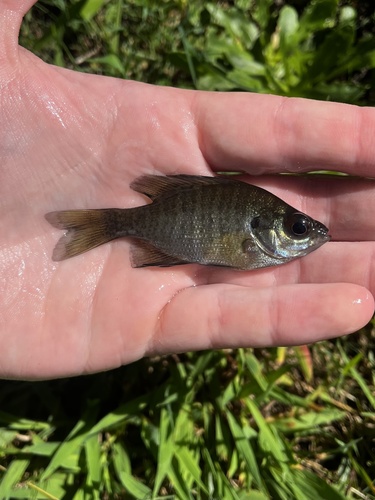Bluegill