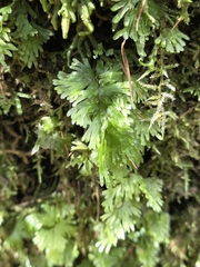 Hymenophyllum flabellatum