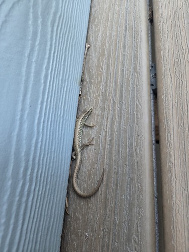 Northern Alligator Lizard