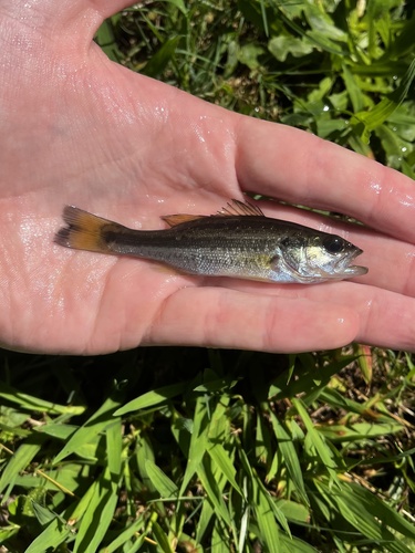 Florida Bass