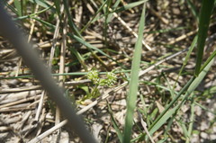 Valerianella carinata