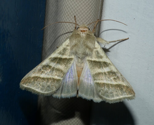 Tobacco Budworm Moth