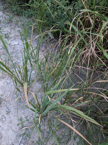 Zizaniopsis miliacea, photograph 4