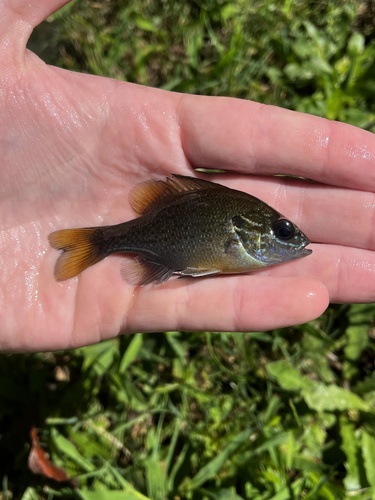 Redbreast Sunfish